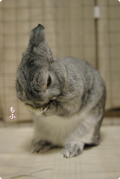 もふ