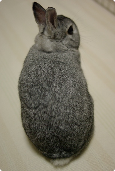 うさぎ