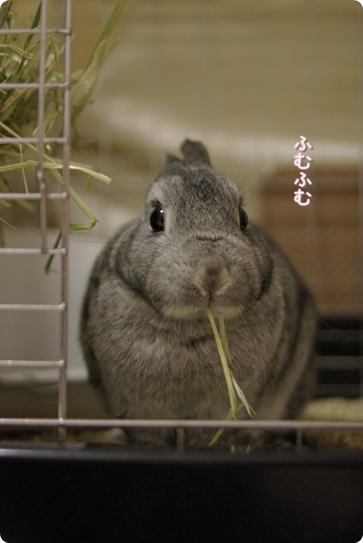 チモシーもぐもぐ