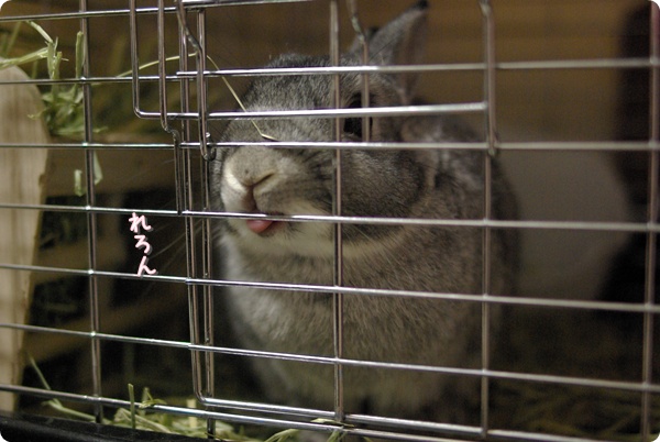 うさぎの舌ぺろ