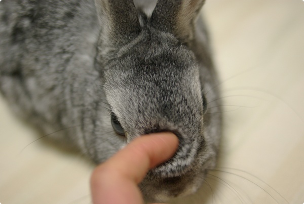 うさぎなでなで