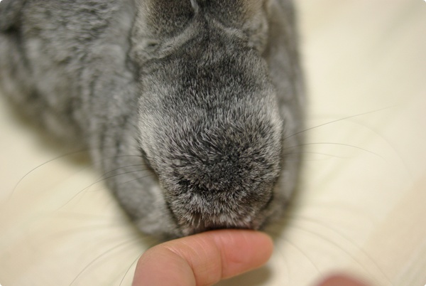 うさぎなでなで