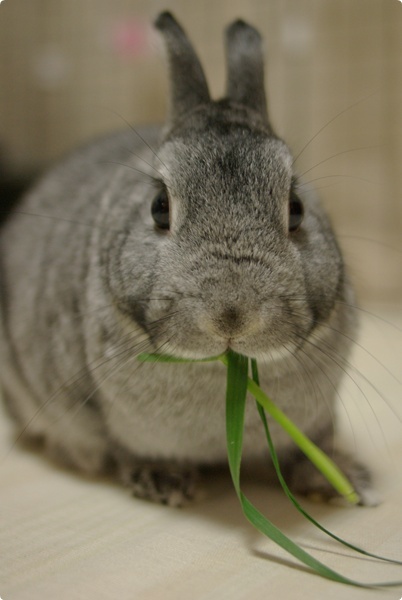 わしわし