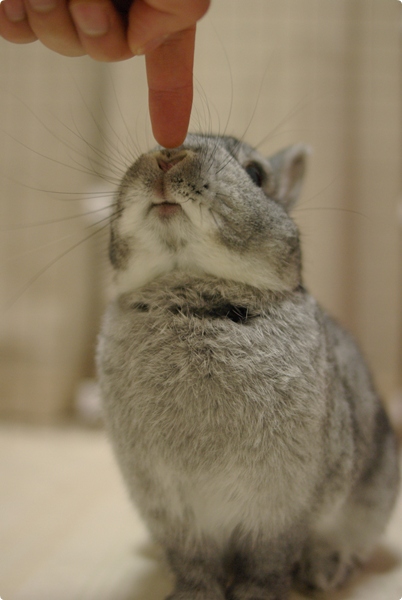 すんすん