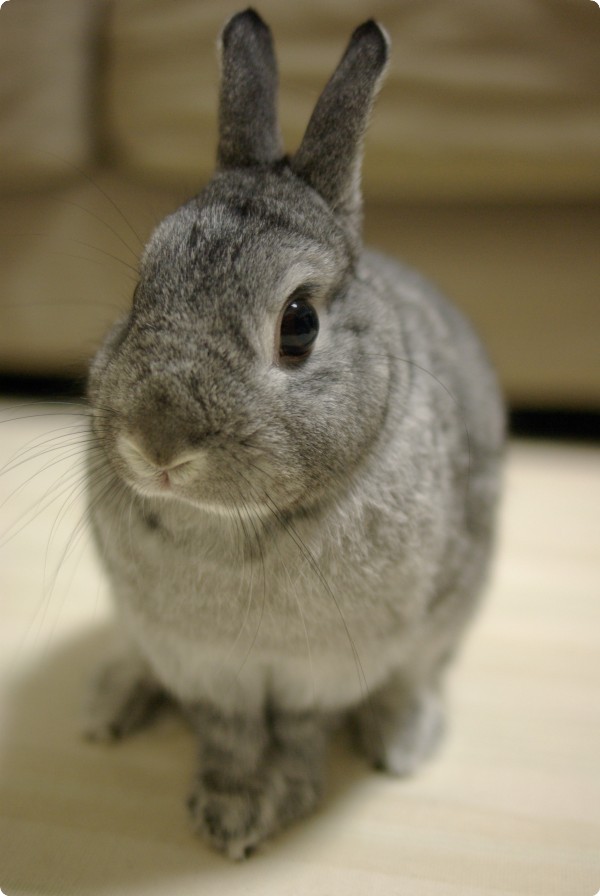ぺこり