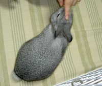 いいこいいこ