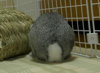 るすばんマナ
