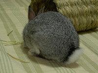 やっぱりまるまる