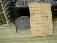 もぐったり、かじったり・・・
