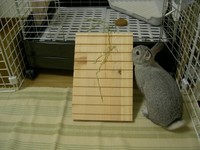ほーら、チモシーだよ( ̄ー ̄)ニヤリ