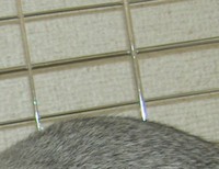 フワフワ♪