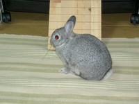 たーべーるーだーけー