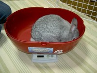 測られたマナ