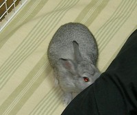 つんつん